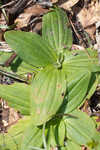 Common Leopardbane